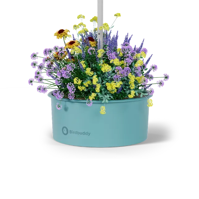 Pollinator Pot